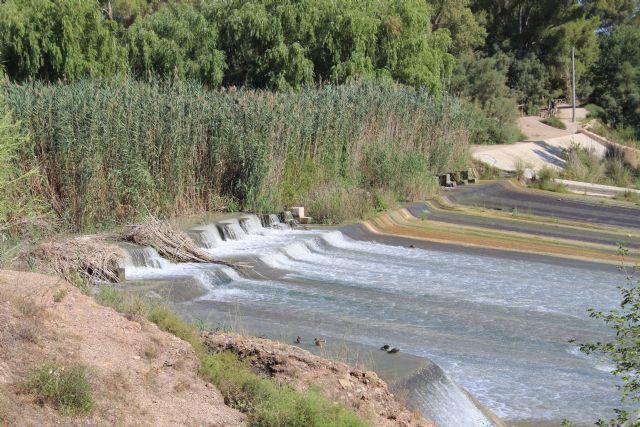 La CHS iniciará la recuperación del bosque de ribera del río Segura entre la Contraparada y Ceutí